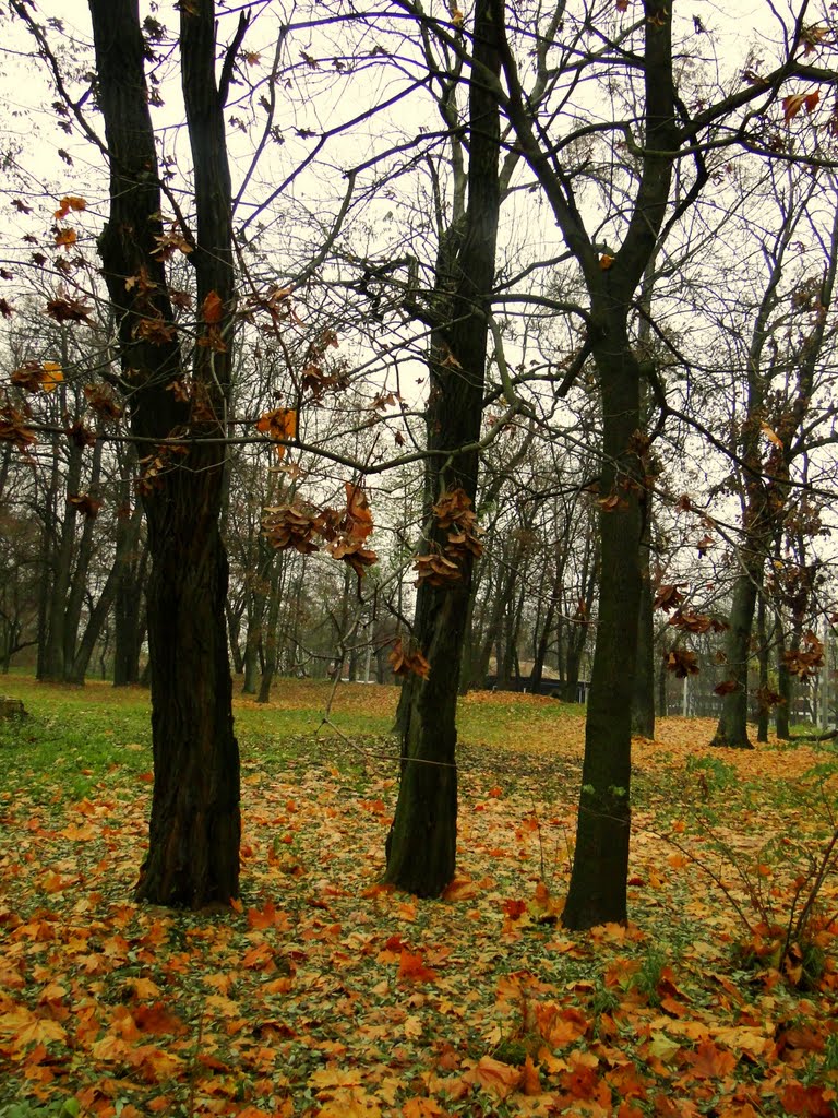 Listopad, Граево
