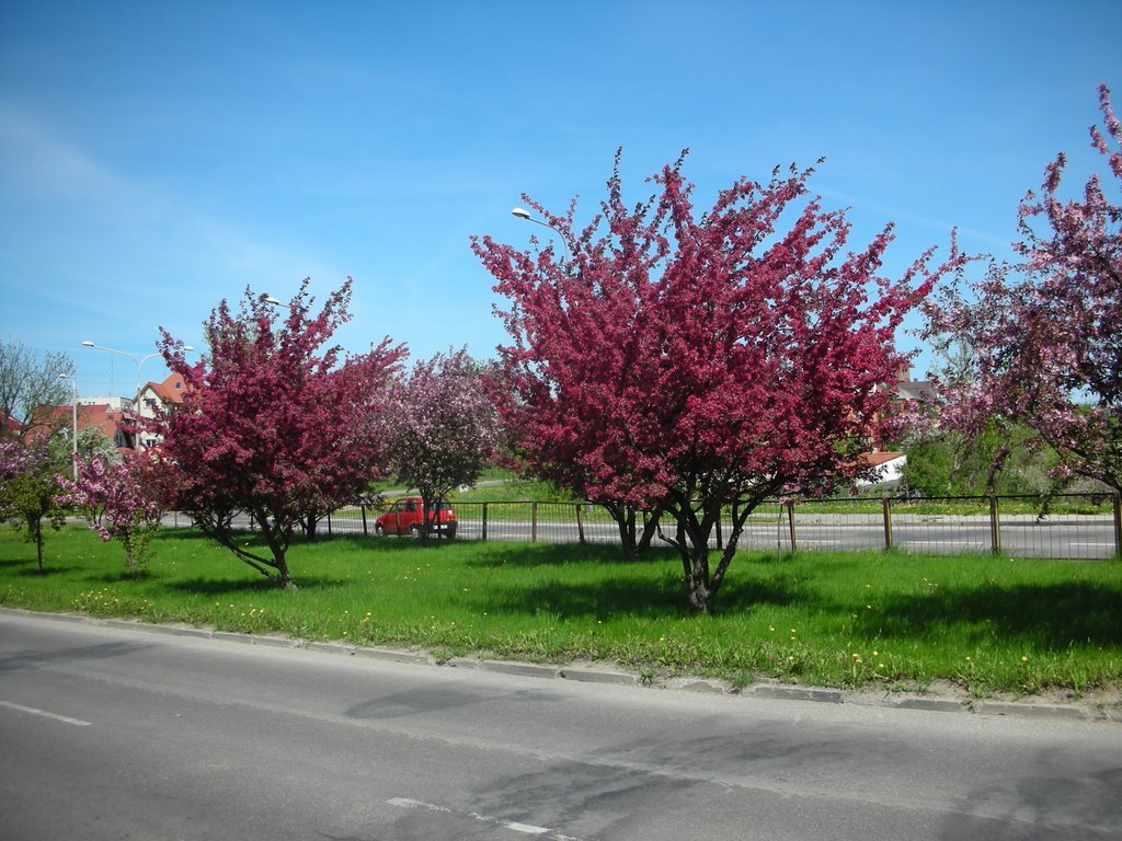 wiosna drzewa spring tree, Ломжа