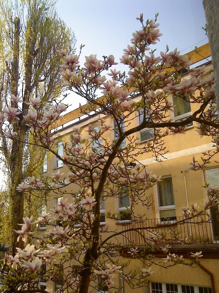 magnolia za Starostwem w Wejherowie, Вейхерово