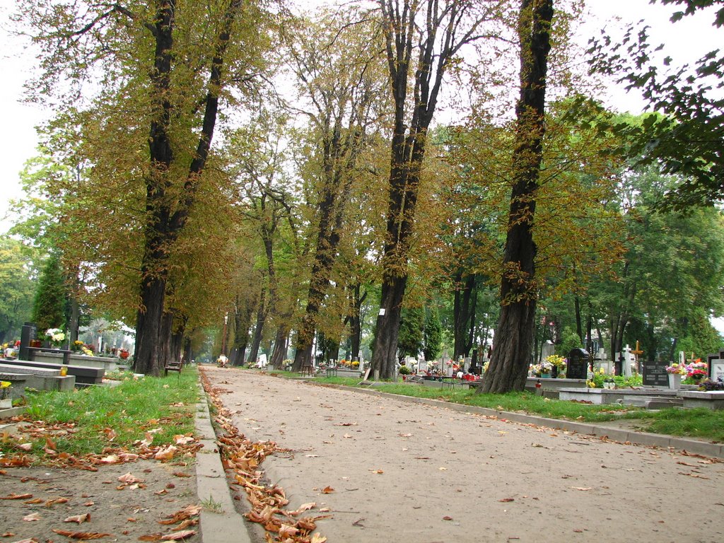 Bytoms Cementary (sb), Беджин