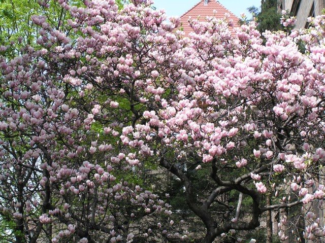 Magnolia tree in front of the "Grey Chemistry" building at Silesian University of Technology in Gliwice, Гливице