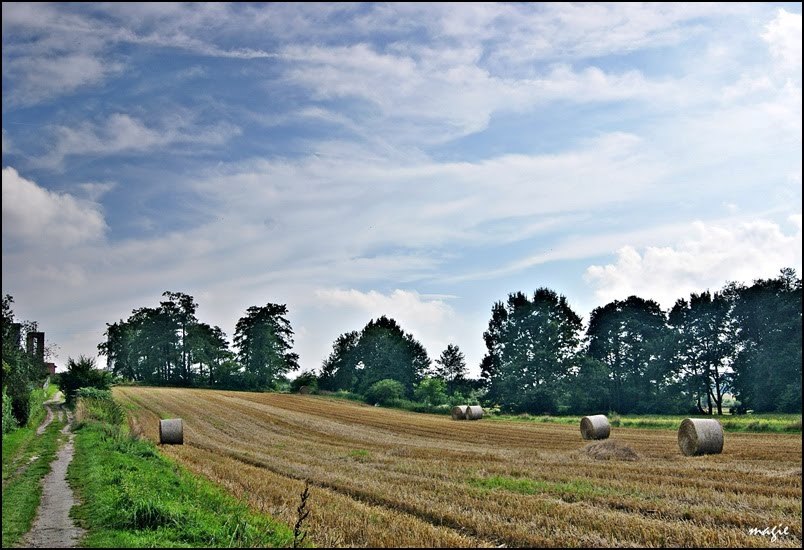 Pola za Sikornikiem/The fields behind Sikornik estate, Гливице