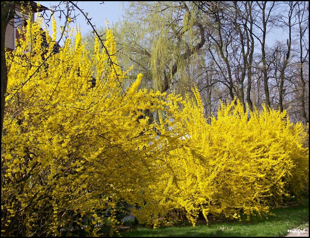 Wiosna żółta...Forsycja (Forsythia Vahl)/Yellow spring, Гливице