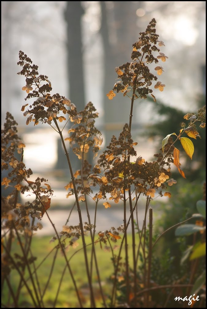 GLIWICE. Jesienny bukiet/Autumn bouquet, Гливице