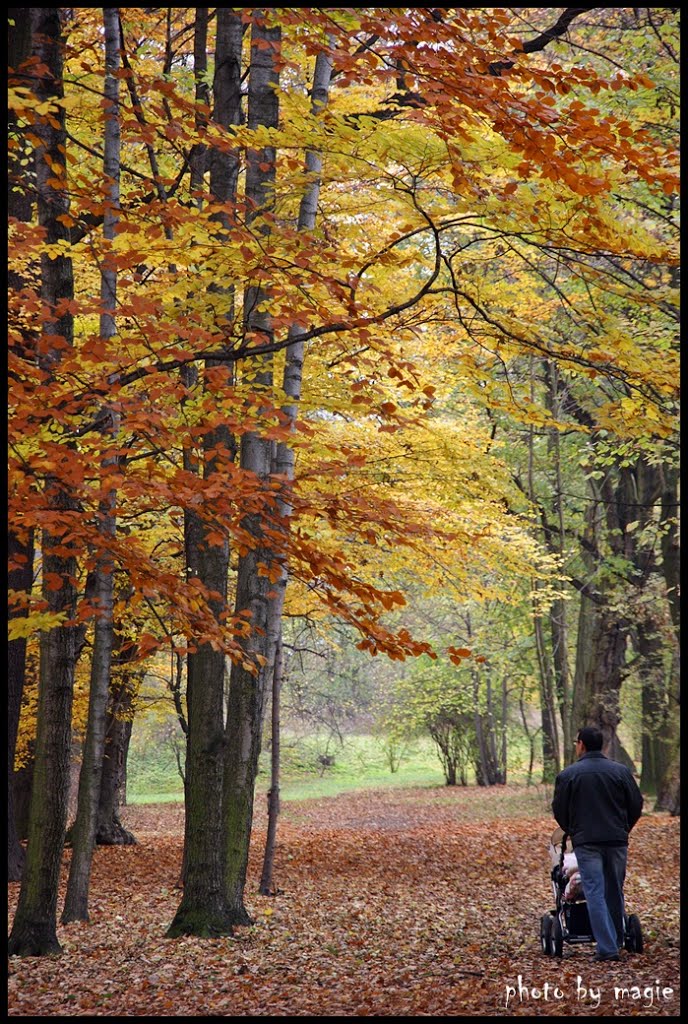 GLIWICE. Jesień w Parku Chrobrego/Autumn in Chrobry Park, Гливице