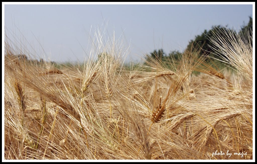 GLIWICE. Piękne kłosy jęczmienia/Beautiful ears of barley, Гливице
