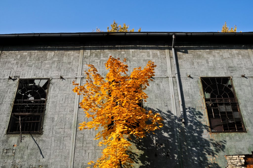 Autumn symmetry, Даброваа-Горница