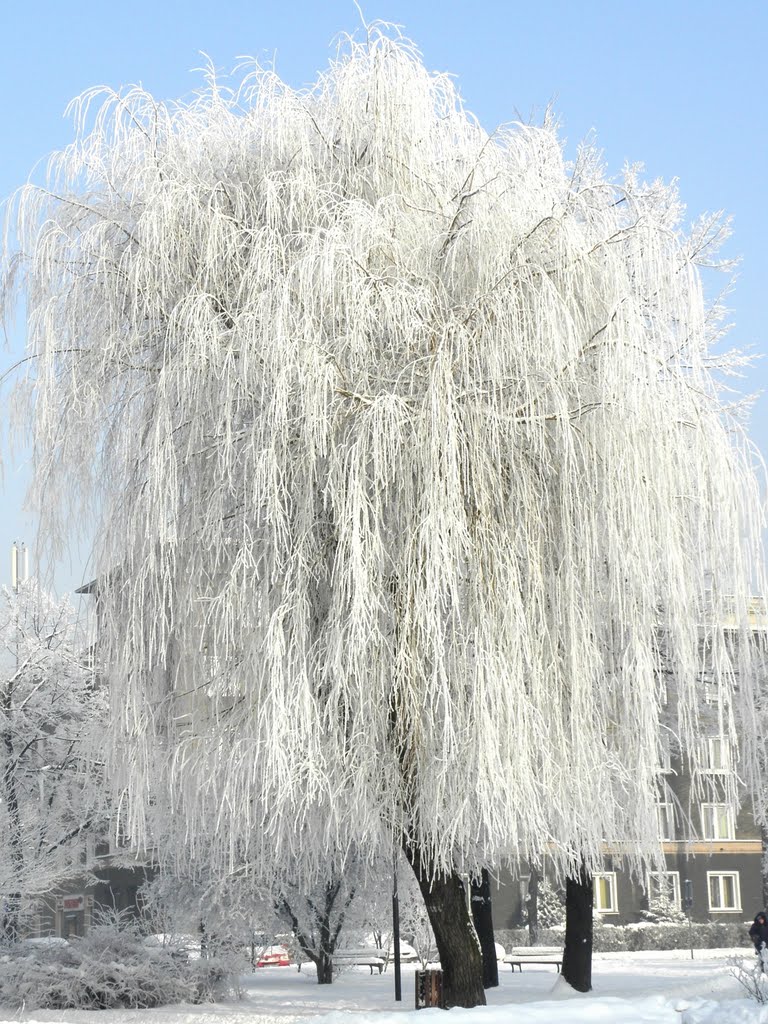 Winter hair ..., Пысковице