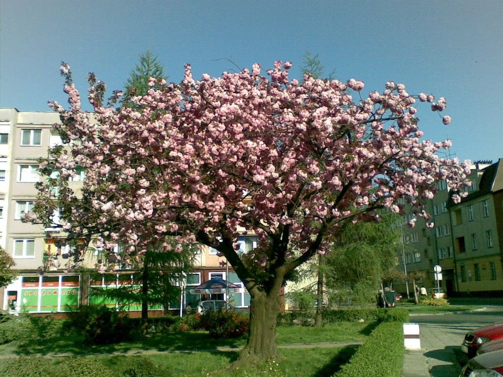 kwitnące drzewo, Рыбник