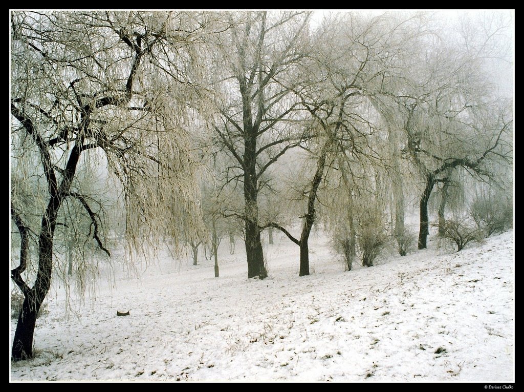 Dabrowa Gornicza (1998)-park Hallera-winter-b, Сосновец