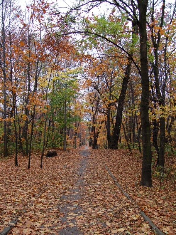 Jesienna droga w lasku bytkowskim, Тарновские-Горы