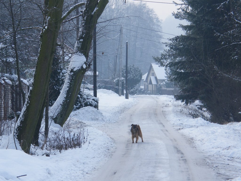 Dog In The Snow, Цеховице-Дзедзице