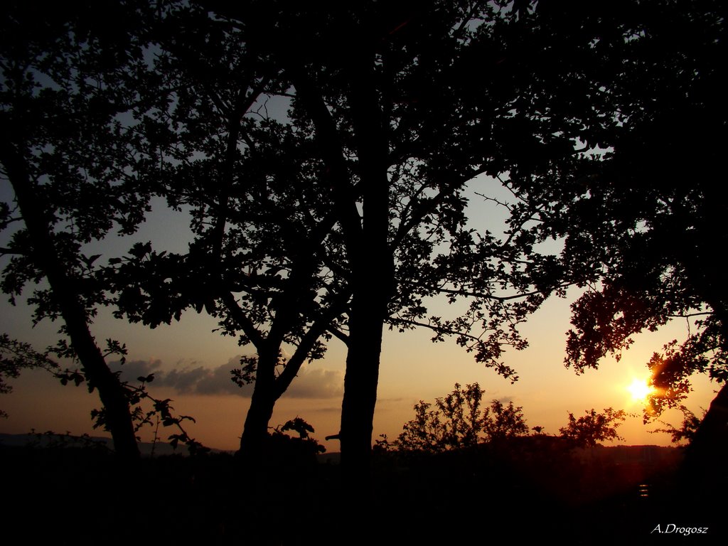 Sunset and trees., Кельце