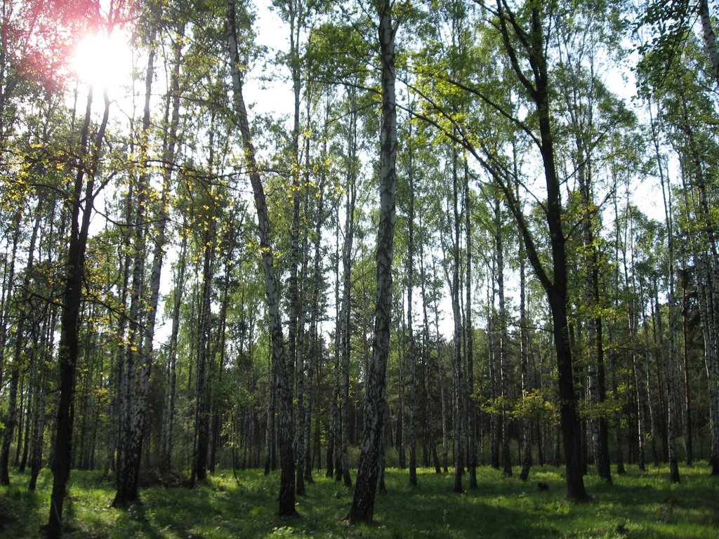 Forest1, Скаржиско-Каменна