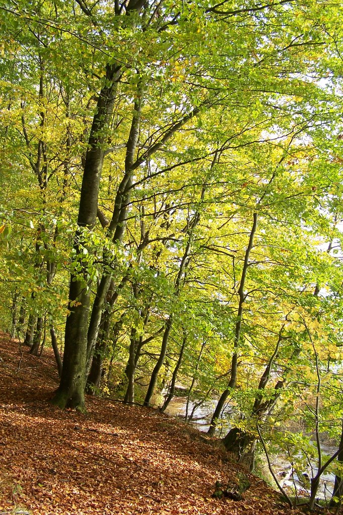Jesień w lasie nad Jeziorakiem, Илава