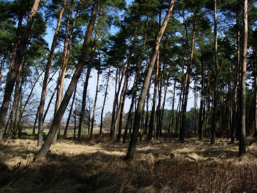 Inside a mid-field forest, Гостын