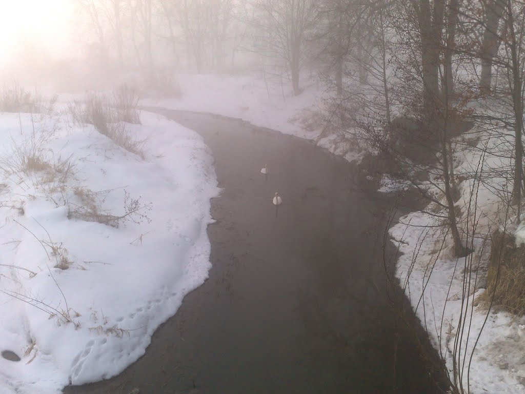 Łabędzie w porannej, zimowej mgle... :), Калиш