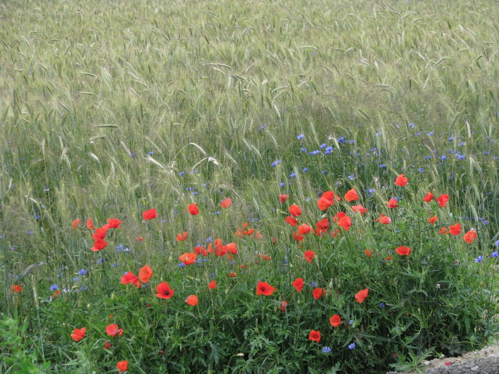 Wild flowers by the Polish road, Косциян