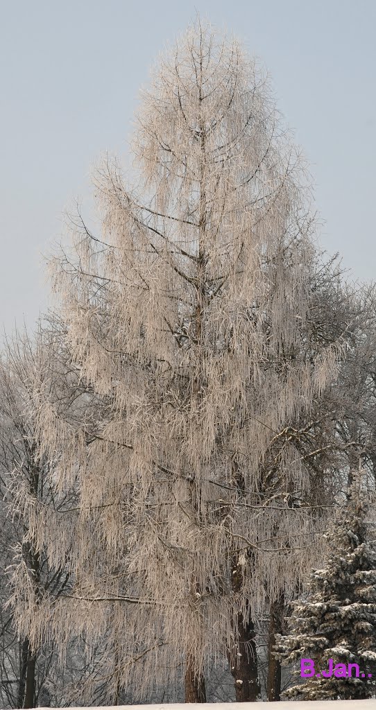 Beautiful winter day in the Citadel Park, Познань