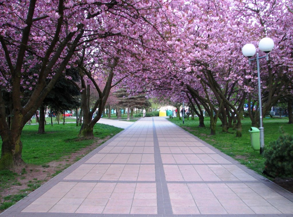 Kołobrzeg, kwitnące japońskie wiśnie, Колобржег