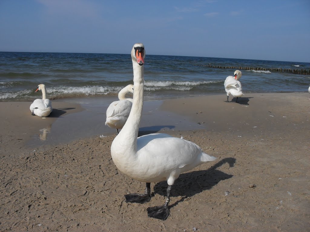 2010, Schwäne am Ostsseestrand; 2010, swans on the Baltic beach;, Колобржег