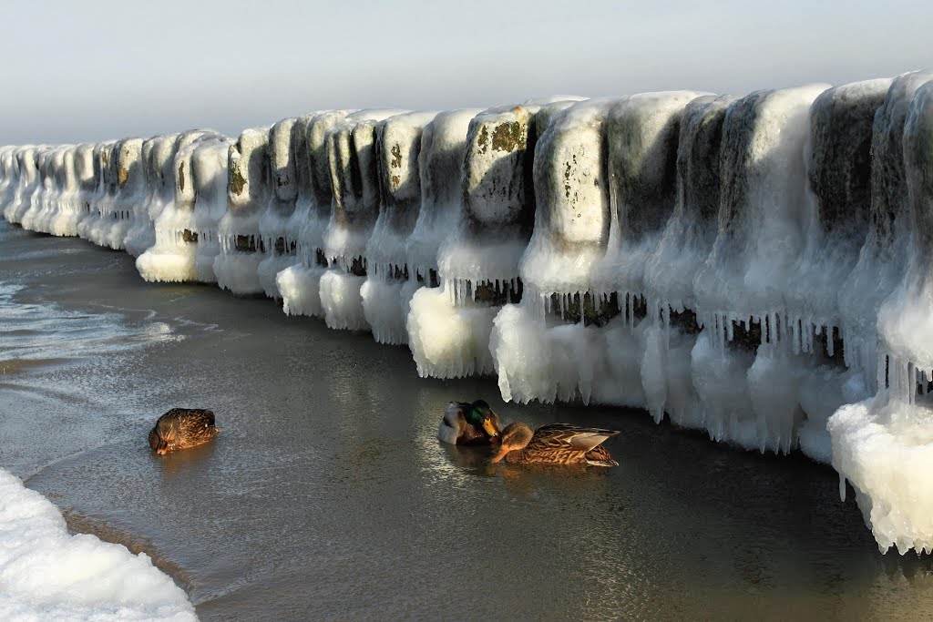 Kaczki w lodowej scenerii., Колобржег