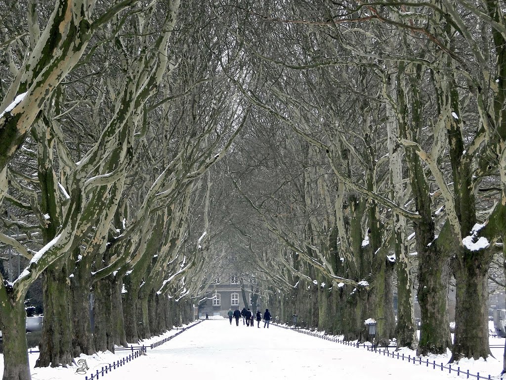 Szczecin. Winter in the park, Щецин
