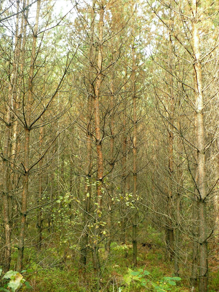 Dead forest, Александров-Ёдзжи