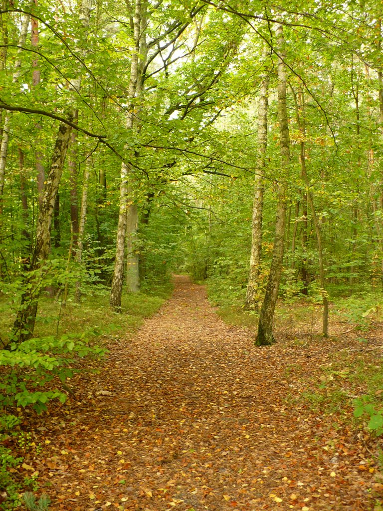 Path in the forest, Ловиц