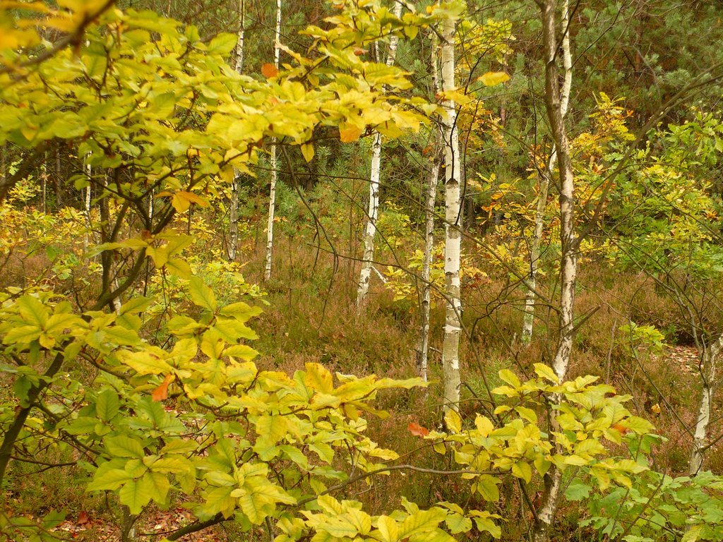 Autumnal forest, Ловиц