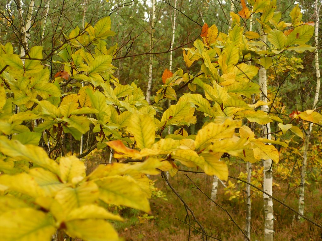 Autumnal forest, Ловиц
