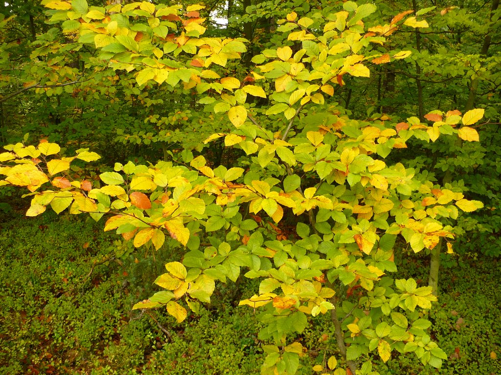 Autumnal colours, Озорков