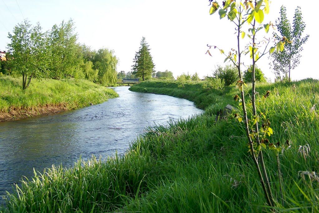 Rzeka Drzewiczka w Opocznie, Опочно