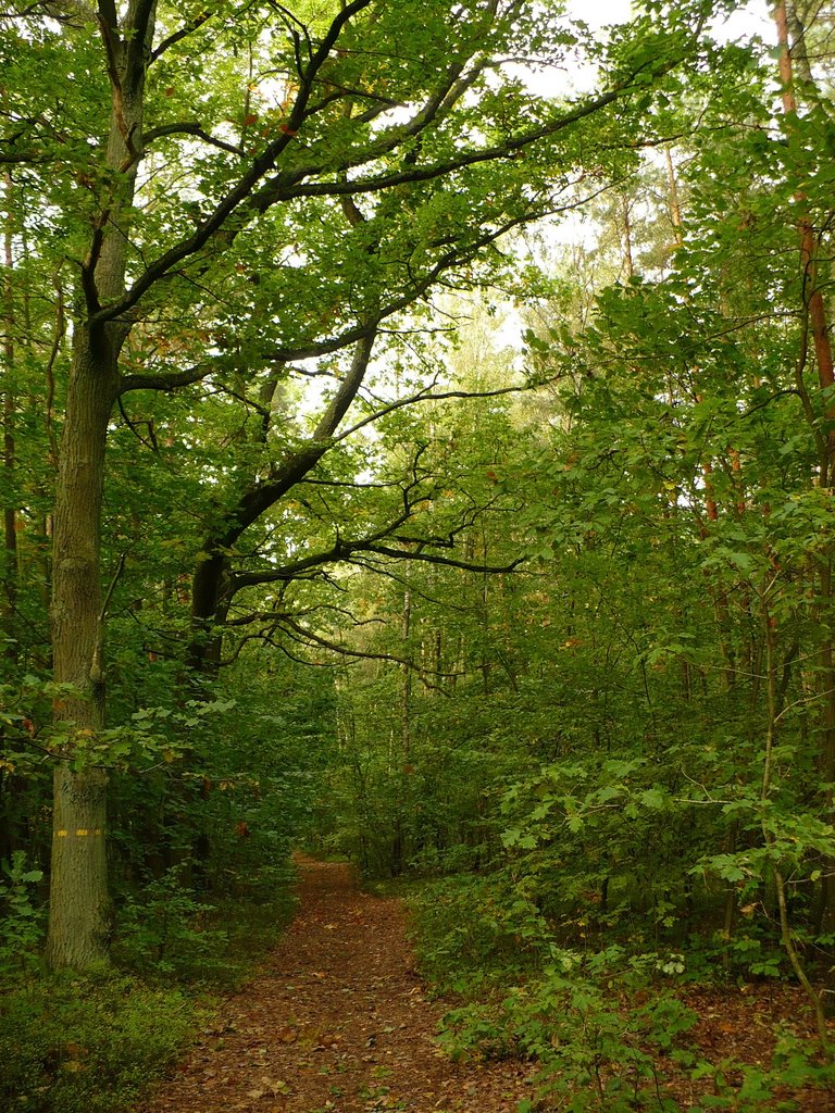 Path in the forest, Пиотрков-Трыбунальски