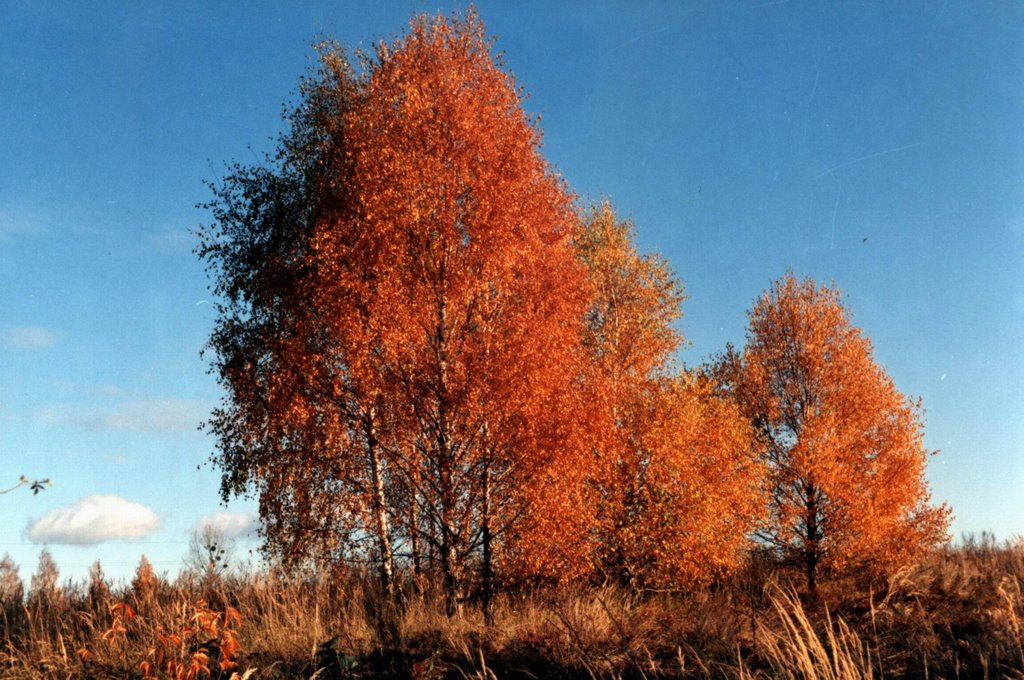 Autumn in Krasnystaw, Красныстав
