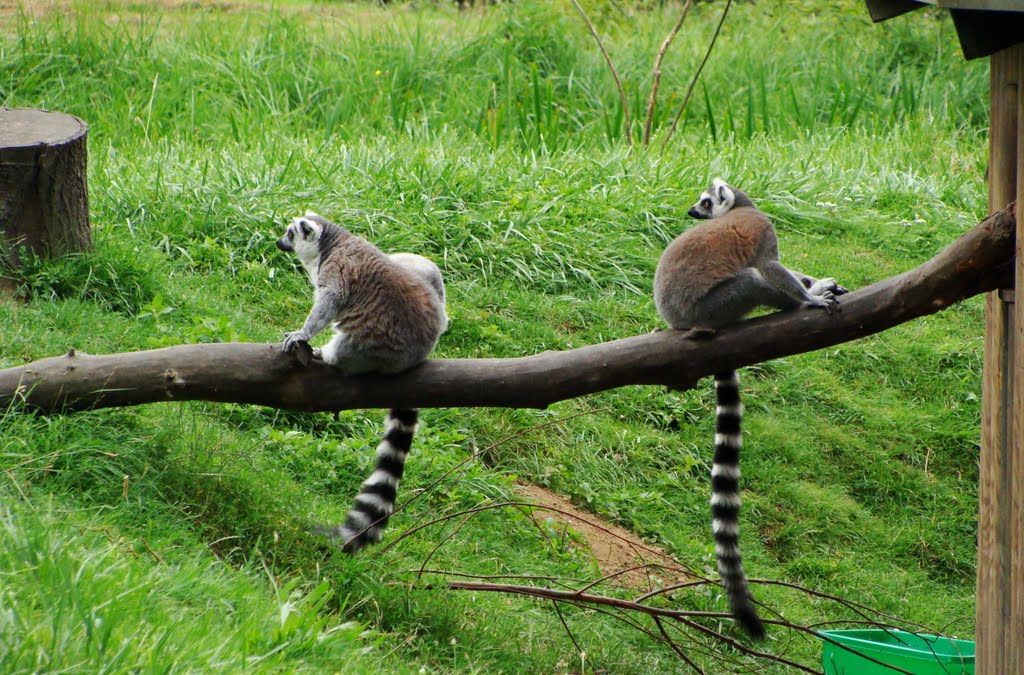 Bracia lemury - (Katta), Ополе