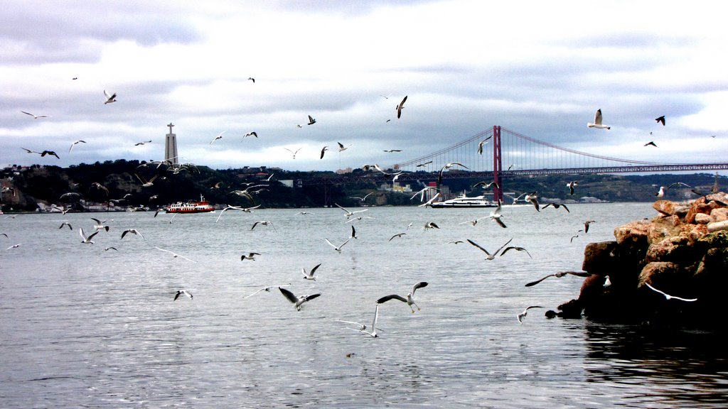 The dance of seagulls - Lisboa 2009 - Honorable mentions - Scenery - March 2009, Лиссабон