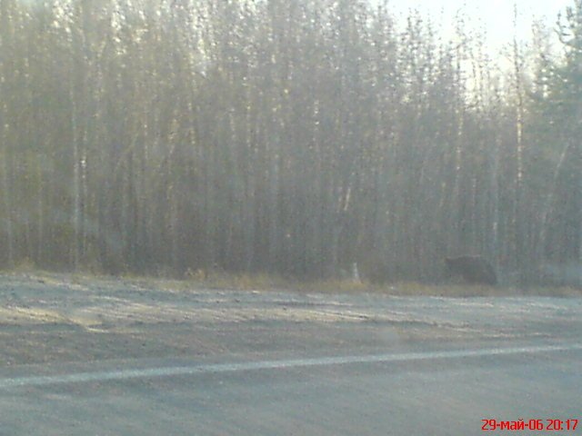 Медвежонок на трассе Радужный-Нижневартовск, Аган