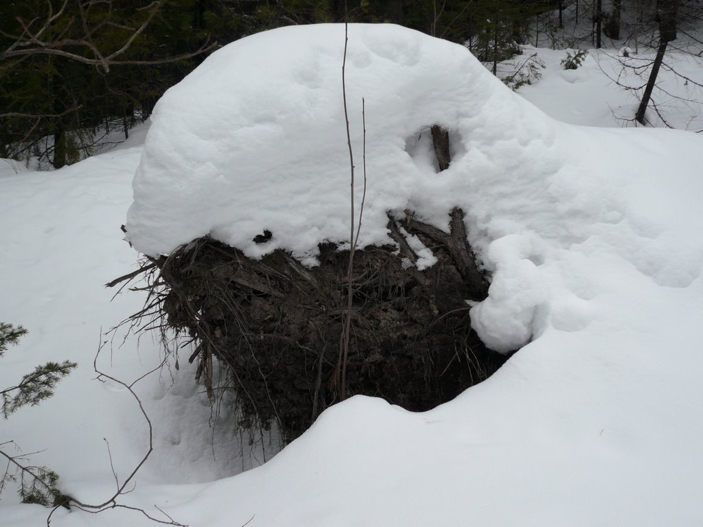 Коряга покрытая чистейшим снегом ~SAG~, Ханты-Мансийск