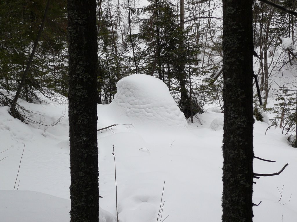 Муравейник под снегом, Ханты-Мансийск