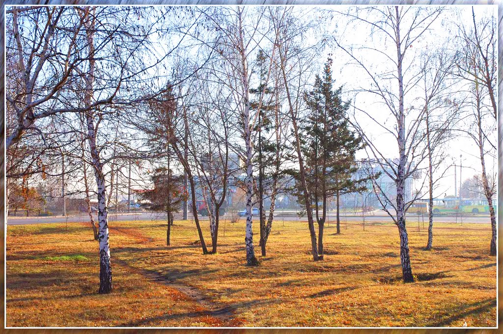 Берёзки возле речного вокзала. Birches near river station., Барнаул