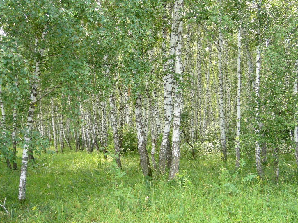 Birchwood in Zarinsk, Заринск