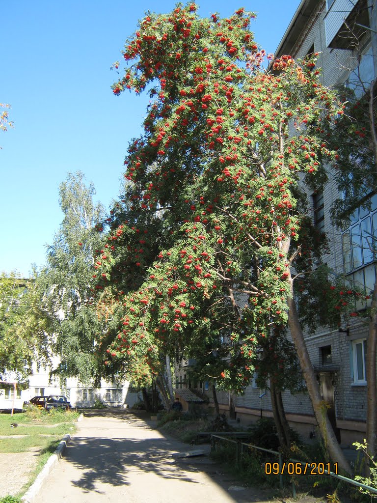 Рябина во дворе, Новоалтайск