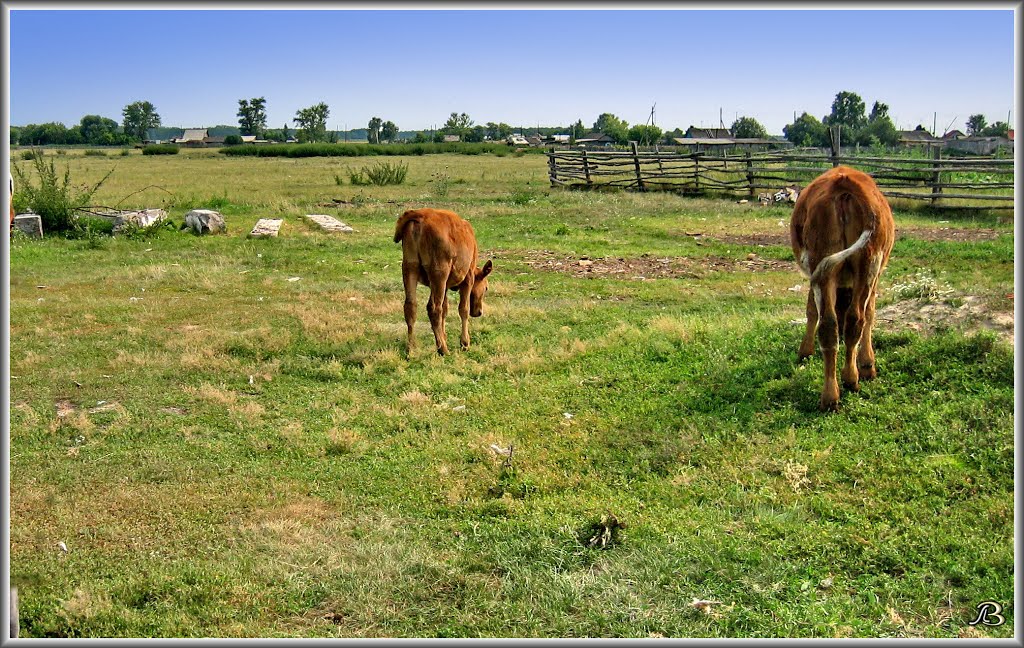 Calves   Телята, Хабары