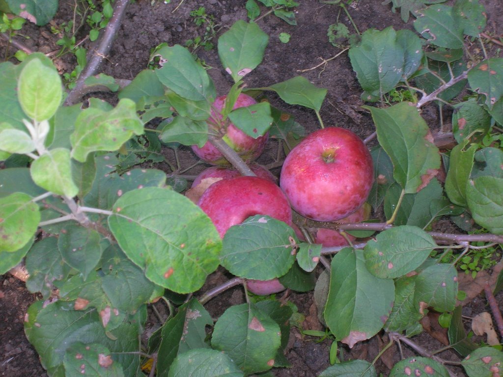 Прикопочная яблонька, Тамбовка