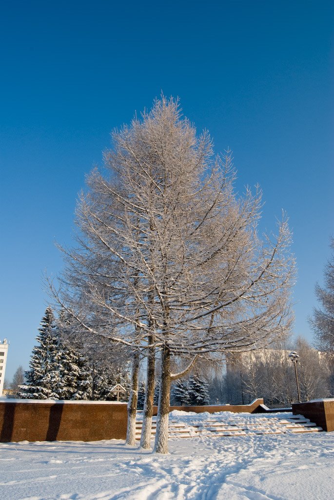 Tree near memorial, Мирный