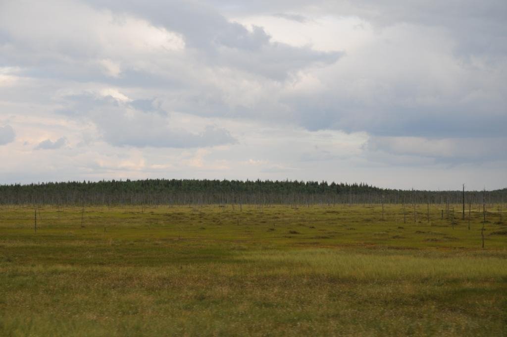 Большое болото...  www.jeszczedalej.pl, Емца