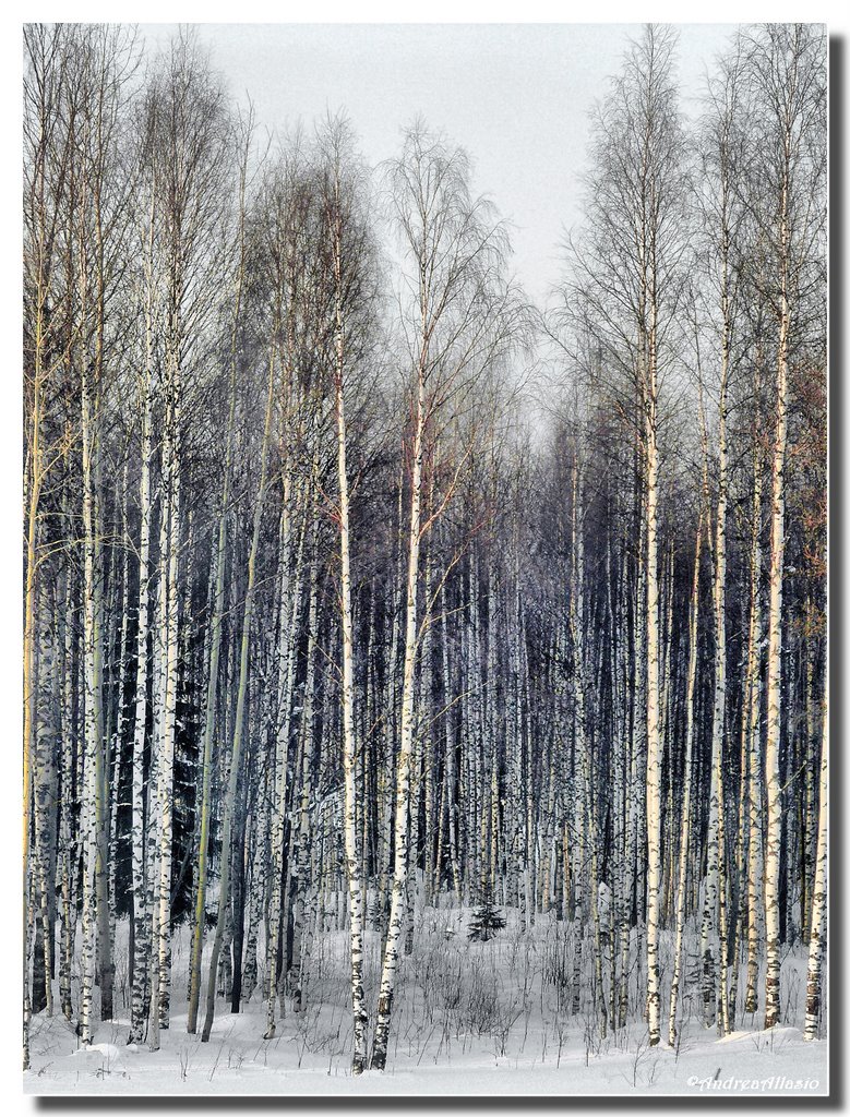 Le betulle proibite, the forbidden birches, Russia, Емца