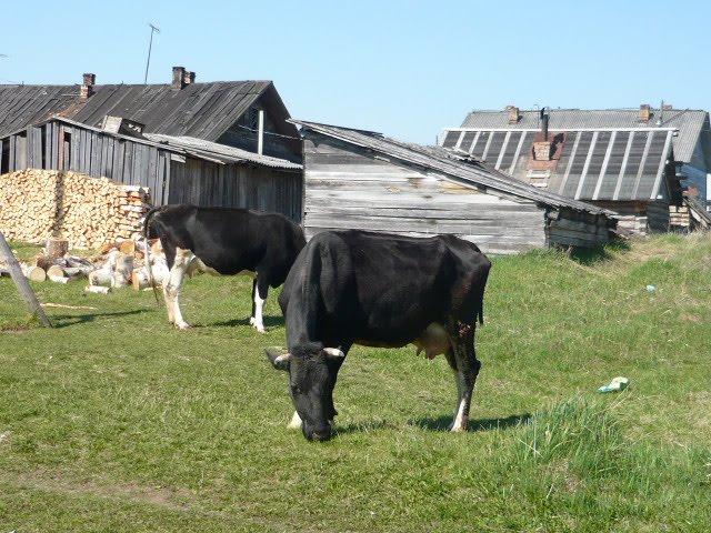 Коровы, Емца