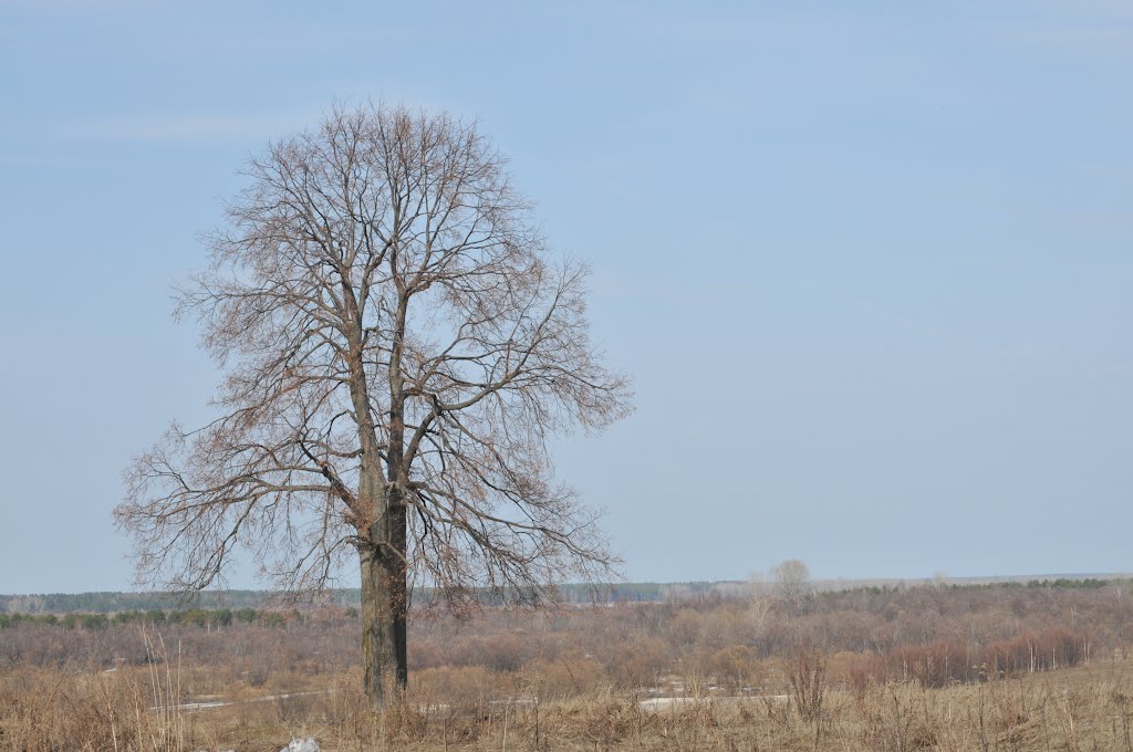 Дерево, Коряжма